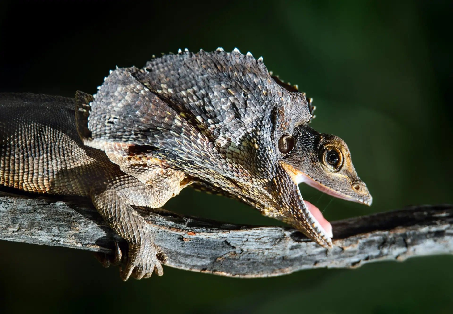 Frilled-neck lizard — Wild North Veterinary Hospital treats exotic pets and wildlife in Darwin