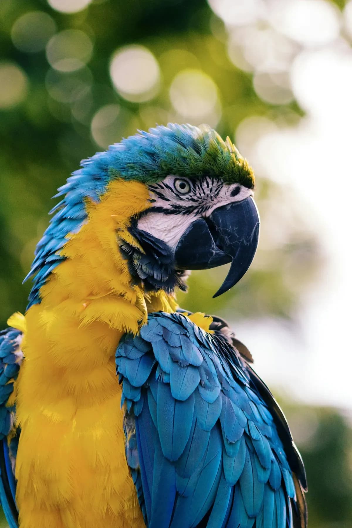 Blue-and-gold macaw receiving veterinary care in Darwin