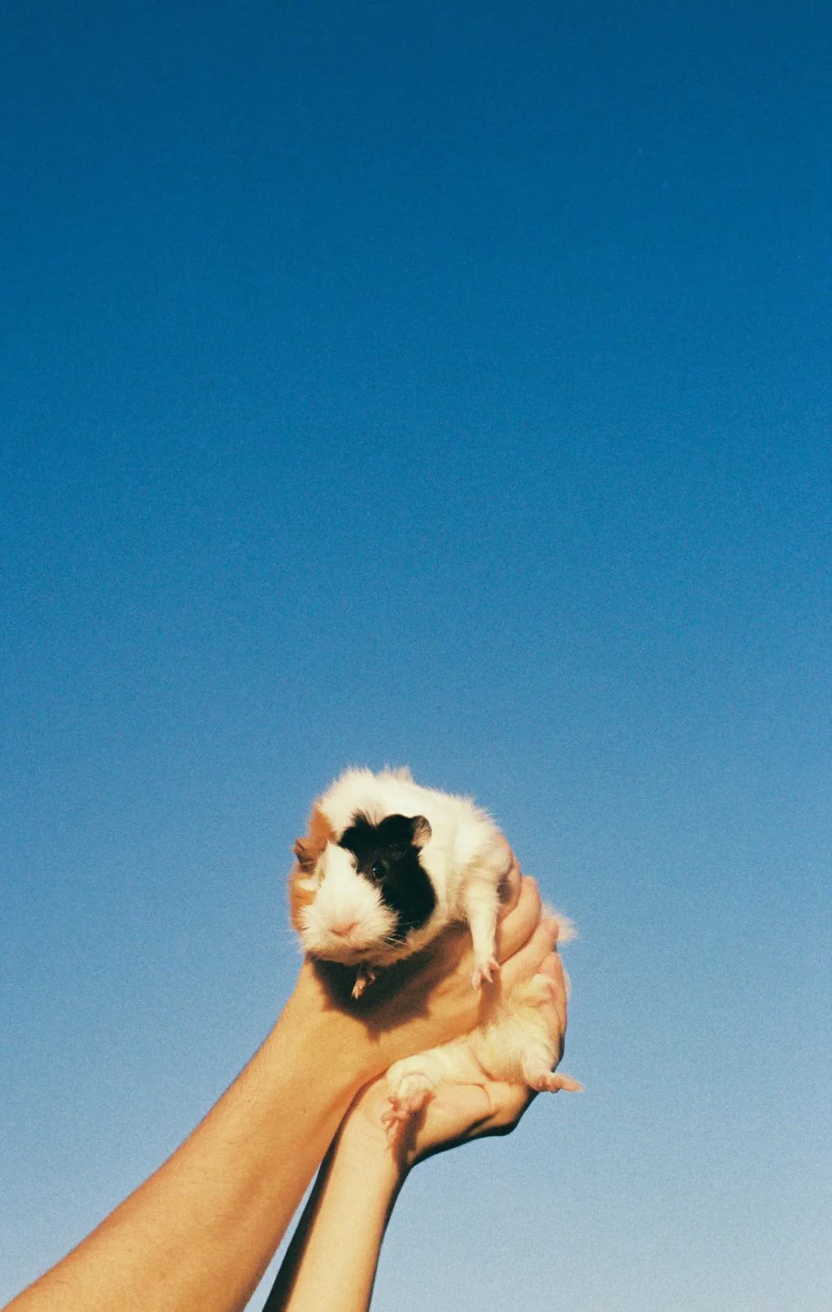 Guinea pig held up against a blue Darwin sky