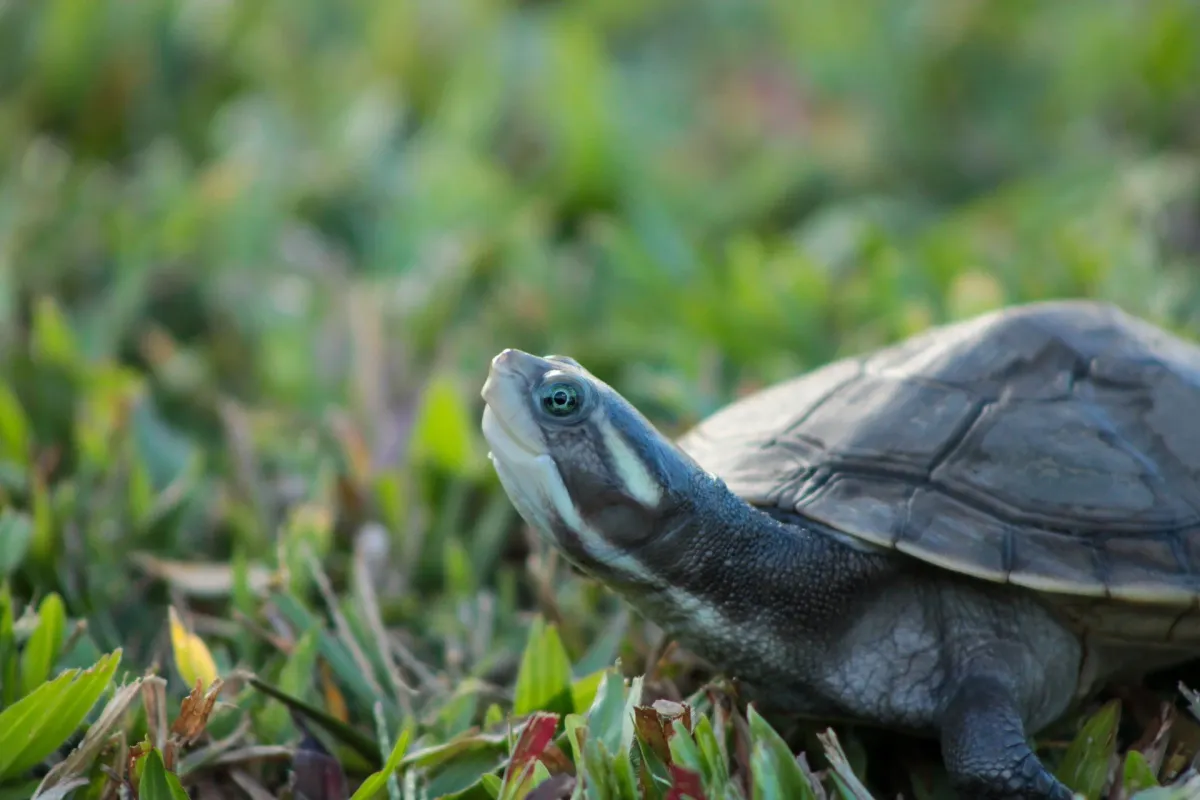 Turtle patient at Wild North Veterinary Hospital