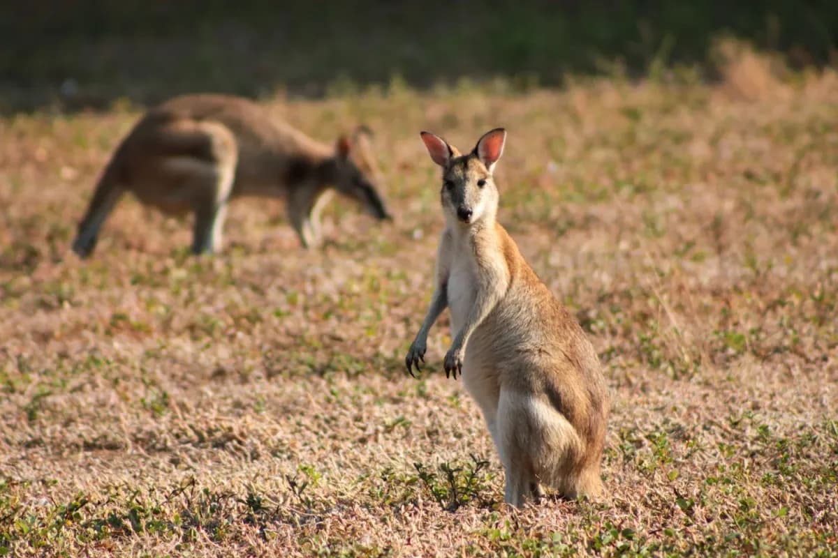 What to Do If You Find Injured Wildlife in Darwin