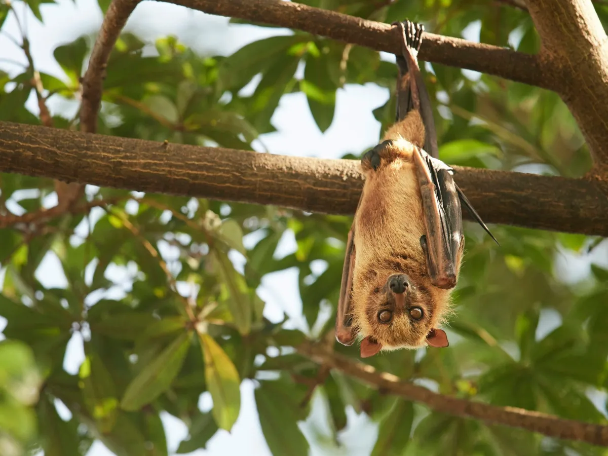 Flying fox in a Darwin tree — Wild North treats native wildlife
