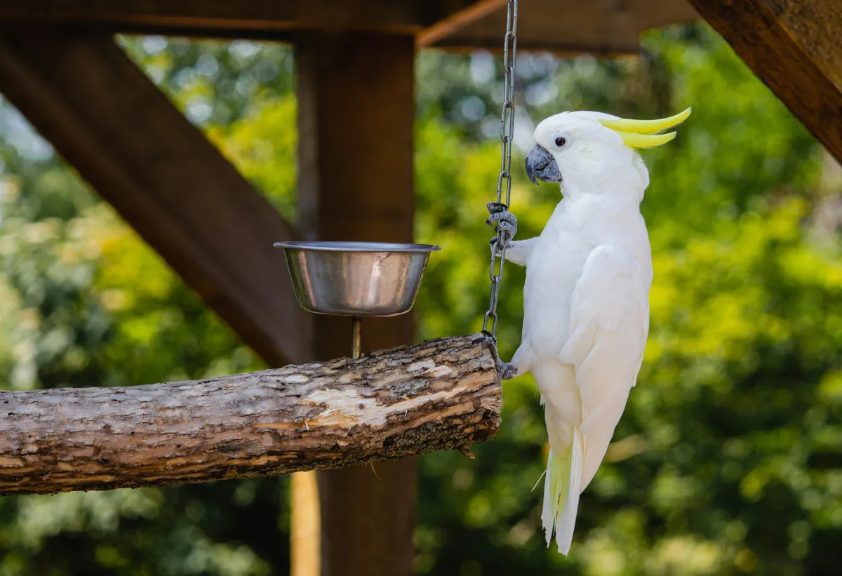 Sulphur-crested cockatoo at a wildlife rehabilitation perch
