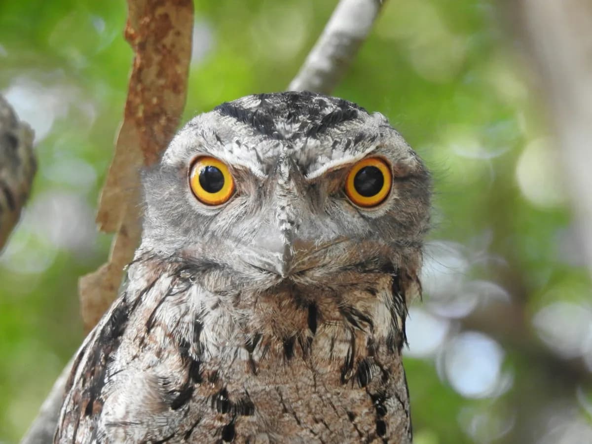 Tawny frogmouth — native NT bird treated at Wild North